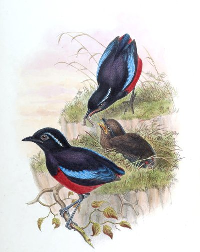 Pitta ussheri = Erythropitta ussheri von John Gould